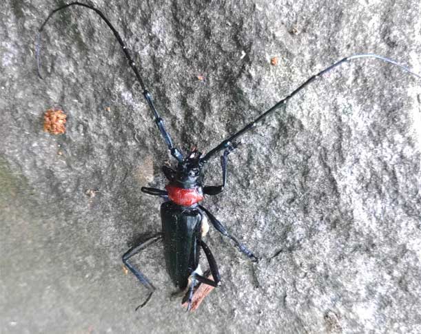クビアカツヤカマキリ