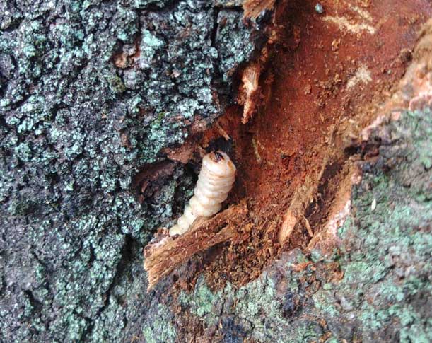 クビアカツヤカマキリ幼虫
