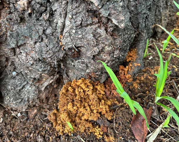 クビアカツヤカマキリ