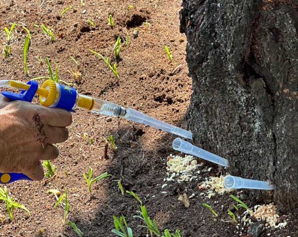 クビアカツヤカマキリ