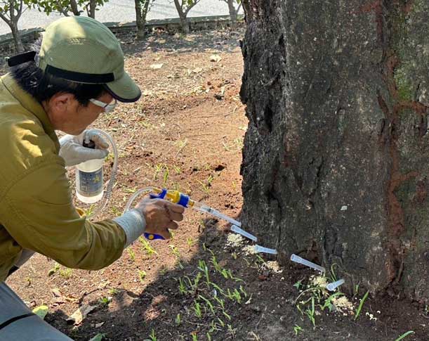 クビアカツヤカマキリ