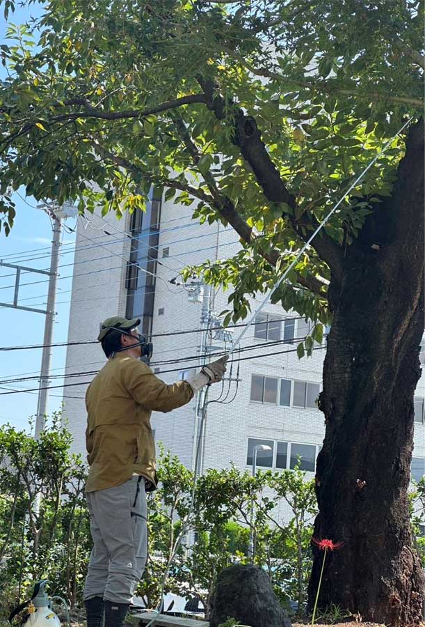 クビアカツヤカマキリ