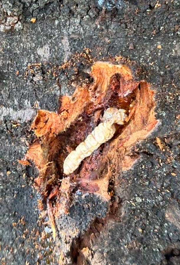 クビアカツヤカマキリ